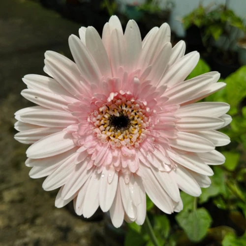 Mutiara Aryani