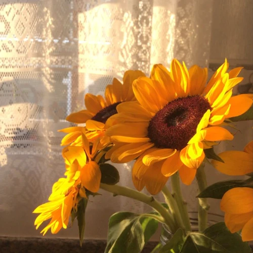 SMA Negeri 1 Cibadak - Tim Abra CadAbra