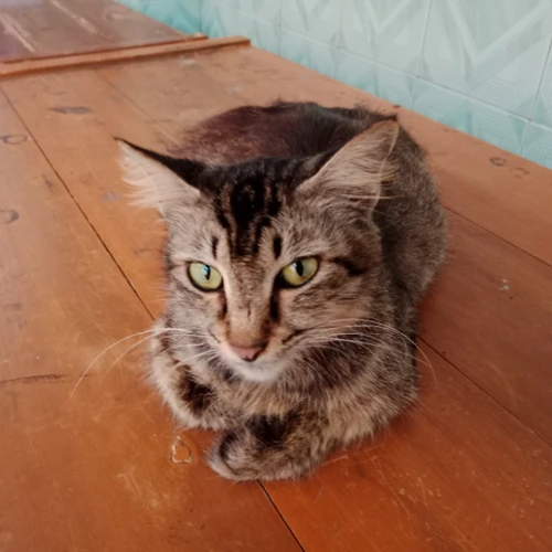 SMAN 1 BAWANG-Skypiea